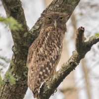 Brown Fish-Owl